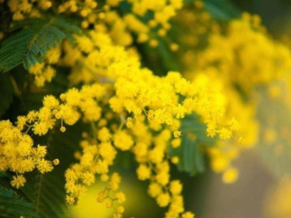 растение мимоза