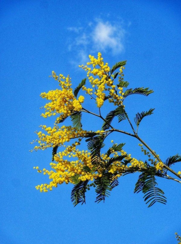 мимоза дерево