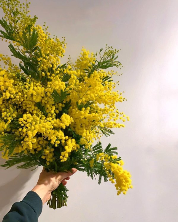 большой букет мимозы