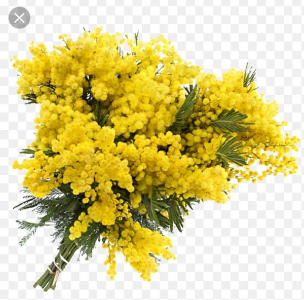 букет мимоз
