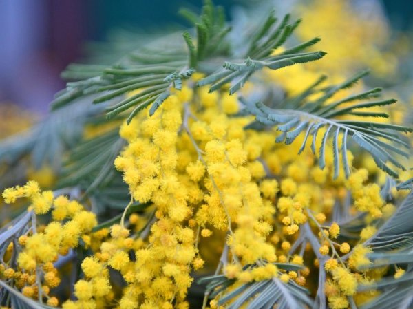 цветение мимозы в сочи