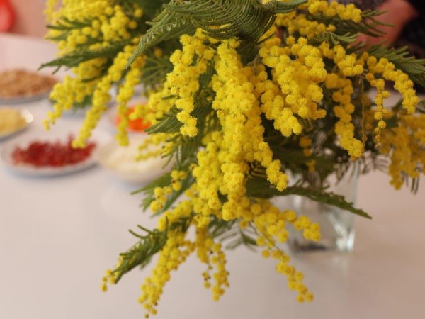 мимозы ветка мимозы