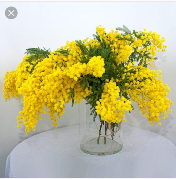 мимоза в вазе