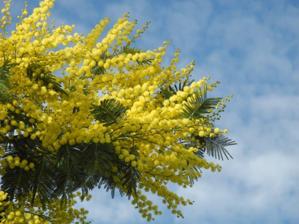 акация мимоза