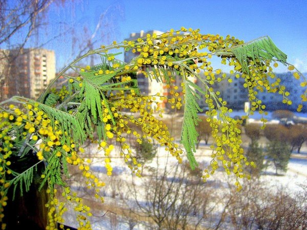 мимозы ветка мимозы