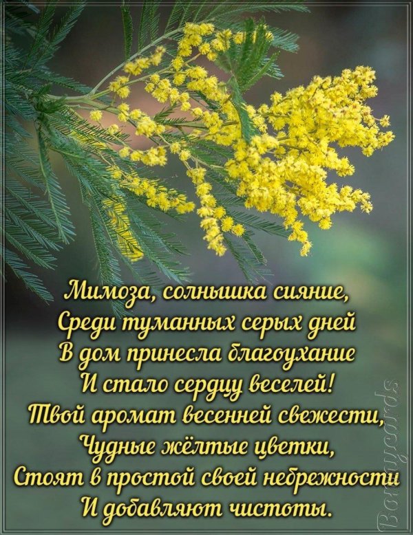 мимозы ветка мимозы