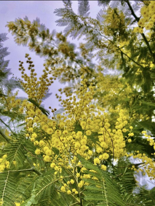 цветение мимозы в сочи