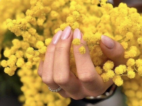 мимоза желтая