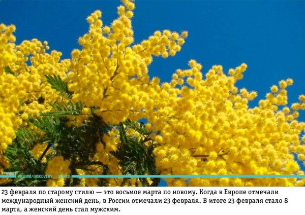 мимоза черноморская