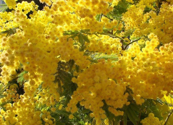 дерево мимоза