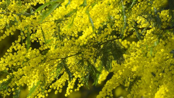 куст мимозы