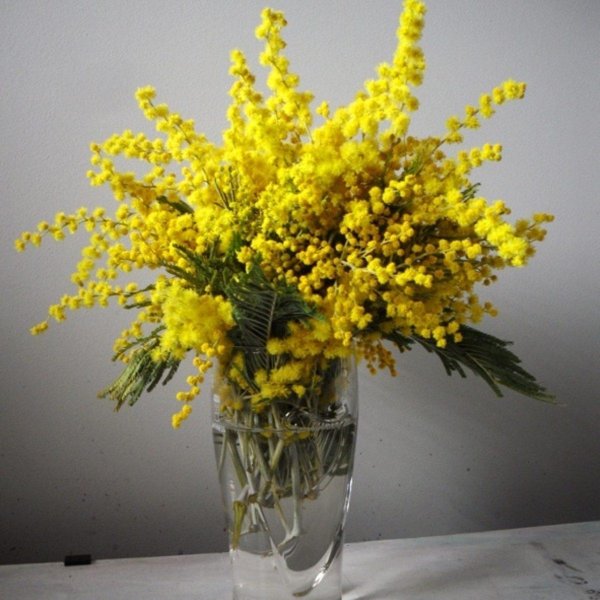 букет мимоз