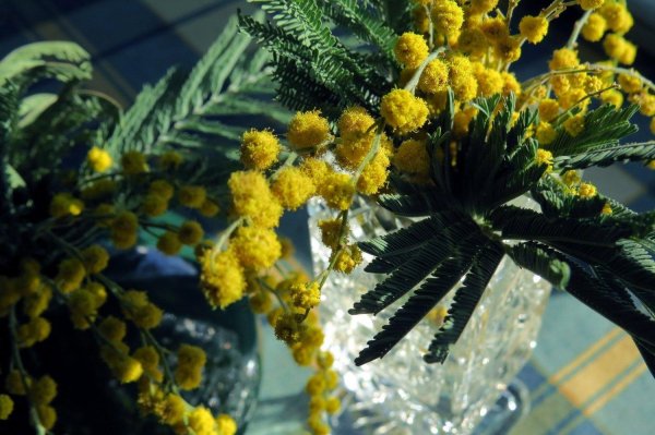 мимозы ветка мимозы