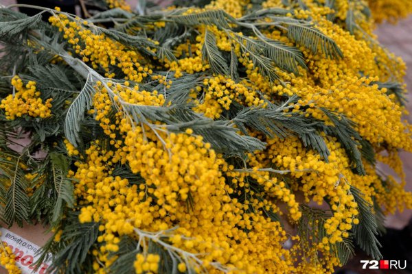 мимоза букет