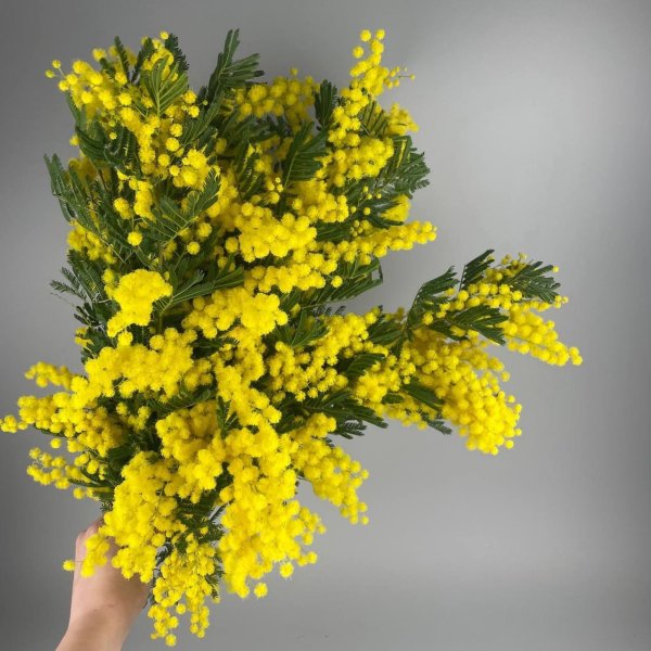 растение мимоза