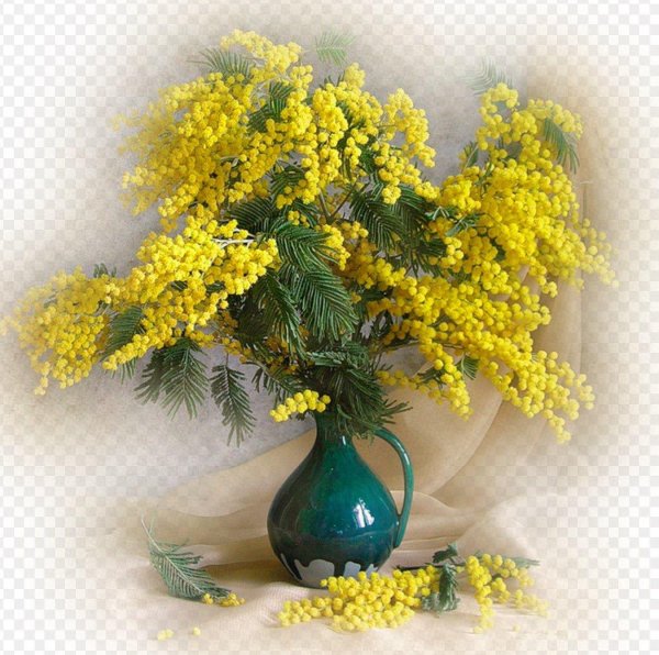 мимозы ветка мимозы