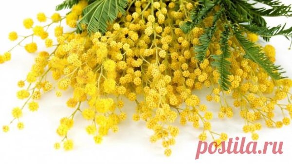 ветвь мимозы