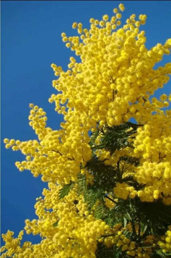 акация мимоза