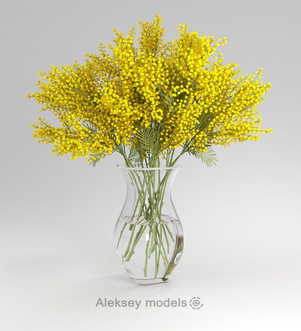 мимоза засушенная