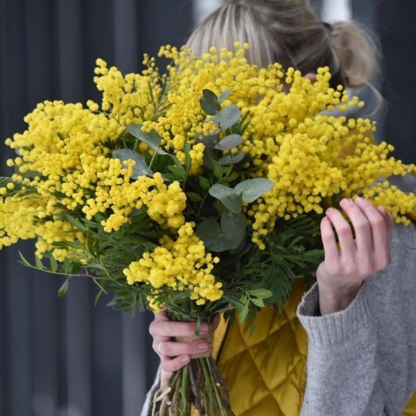 тюльпан с мимозой