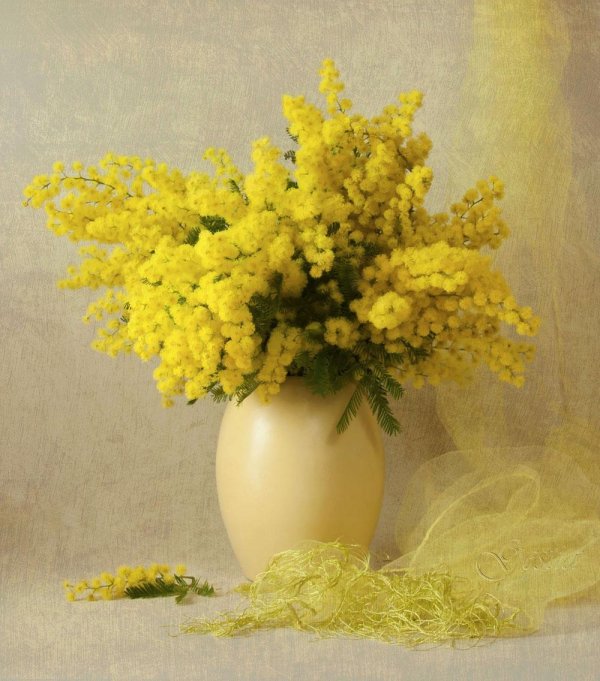 цветок мимозы мимозы