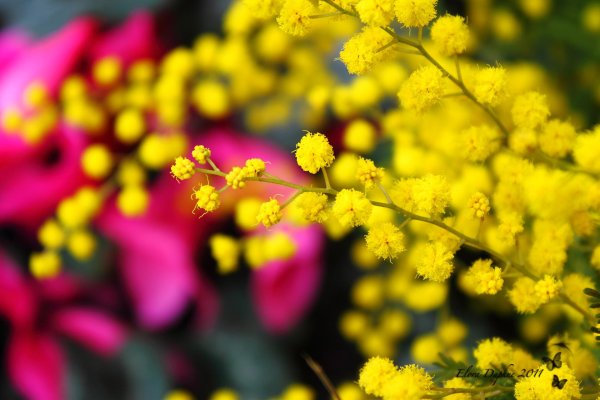 цветение мимозы