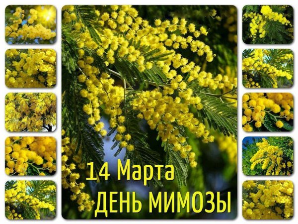 14 марта день мимозы