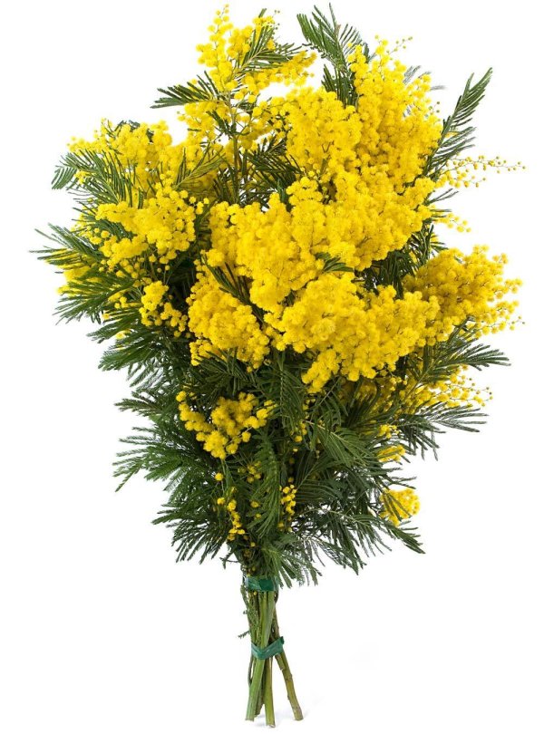 мимоза букет