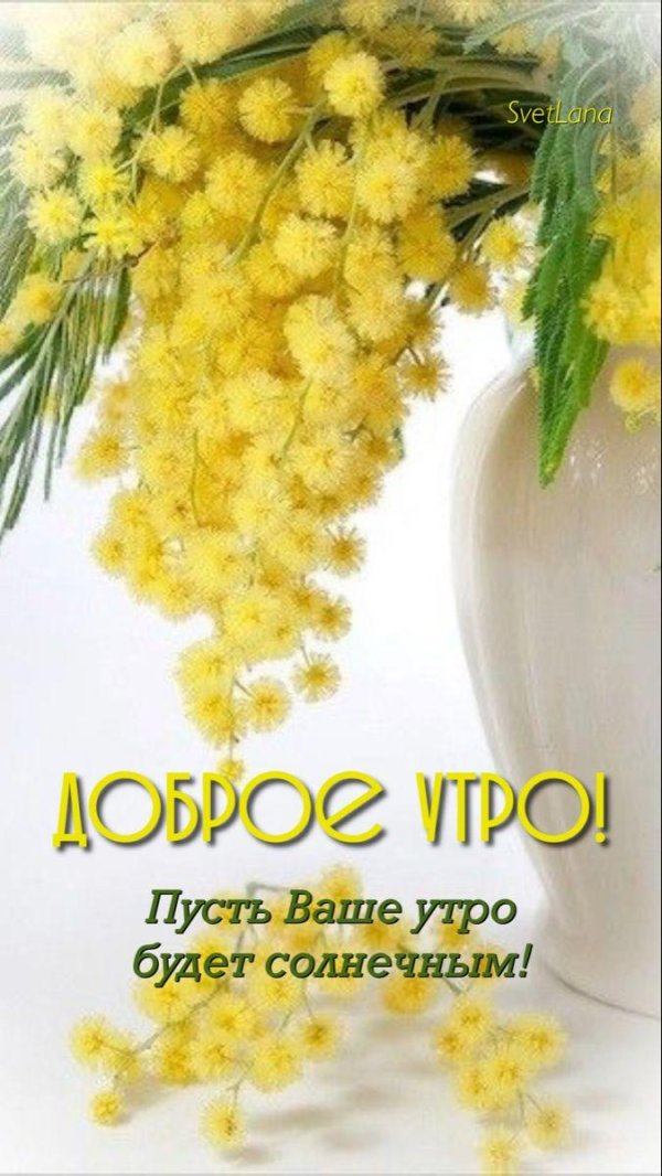 доброе утро с мимозами