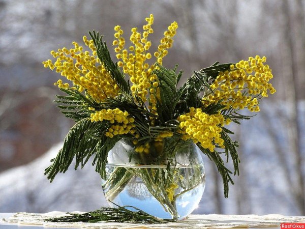 букет с мимозами