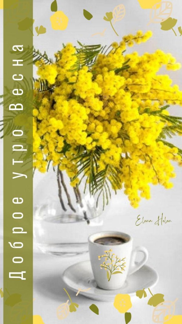 доброе утро с мимозами