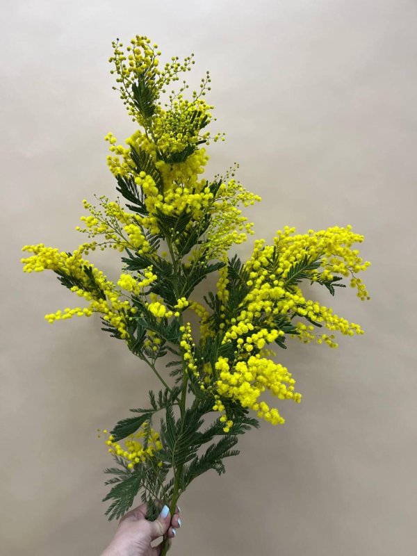 мимоза или акация