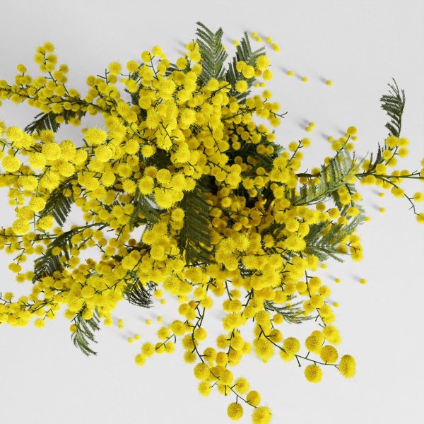 мимозы ветка мимозы
