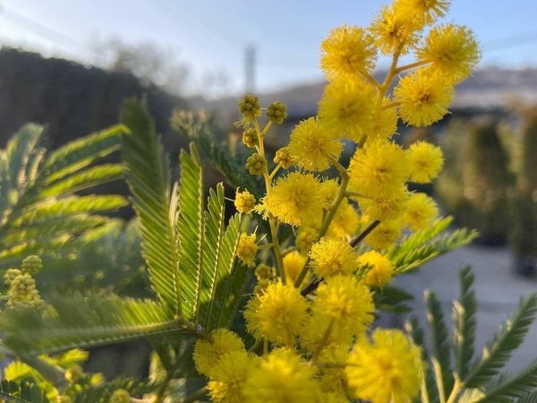 цветение мимозы в сочи