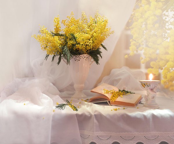 натюрморт с мимозой