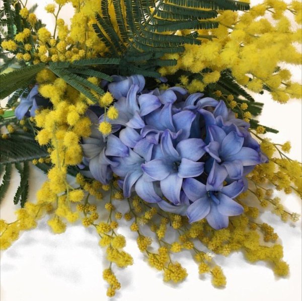 мимоза с гиацинтами