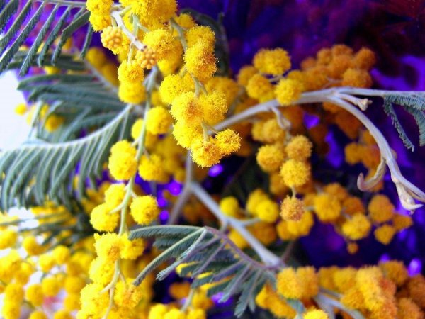 желтая мимоза