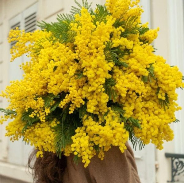 мимоза букет