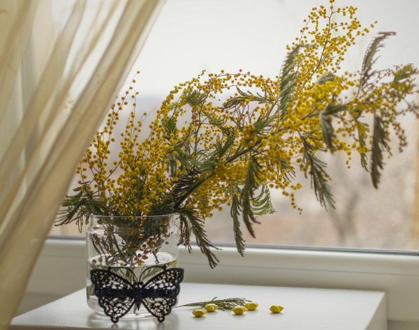 букет мимозы в вазе