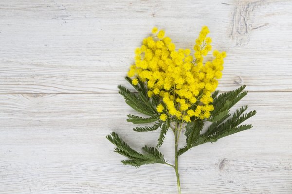 ветка мимозы