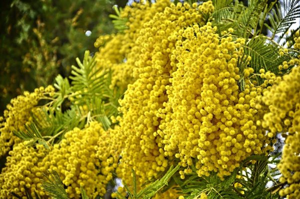 уральская мимоза