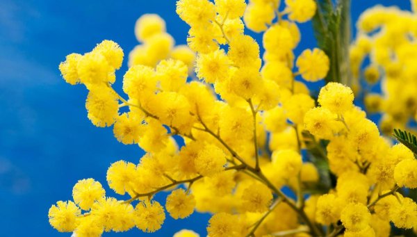 mimosa acacia dealbata