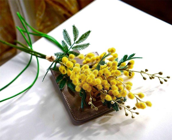 ветка мимозы