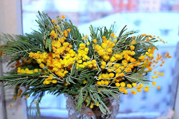 мимозы ветка мимозы