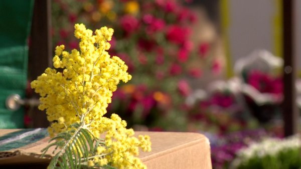 роза мимоза чебаркуль