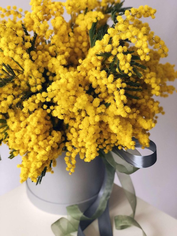 композиция из мимозы в коробке