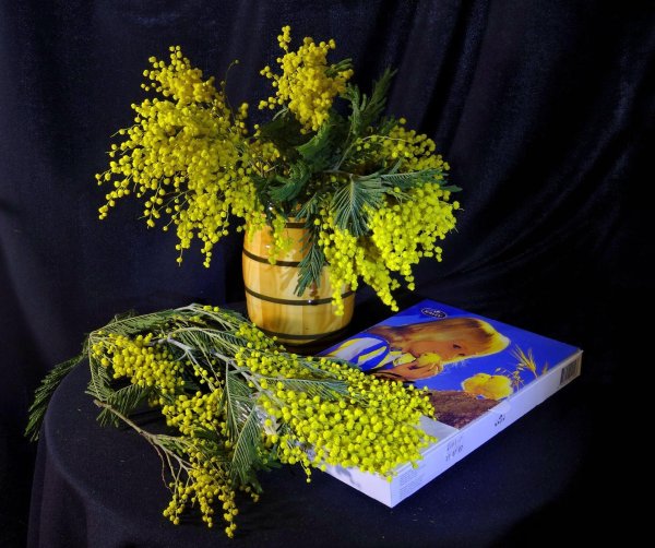 мимоза мирандоль