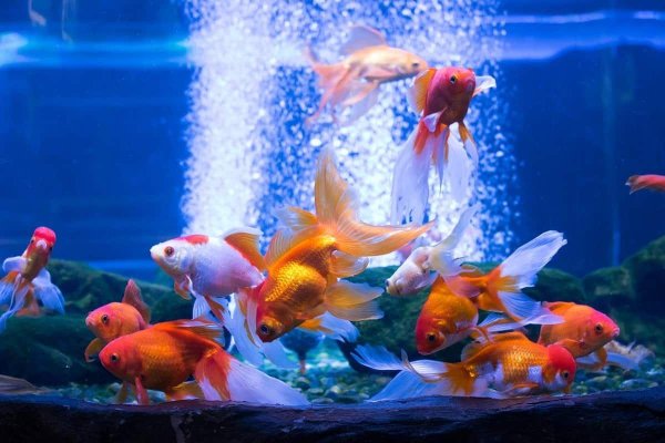 рыбки плавают в аквариуме