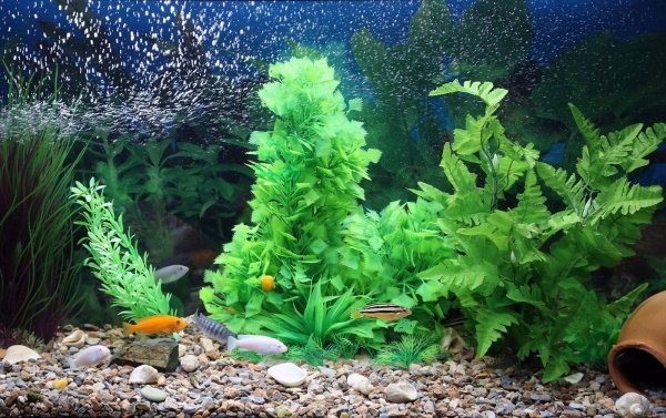 аквариумное растение