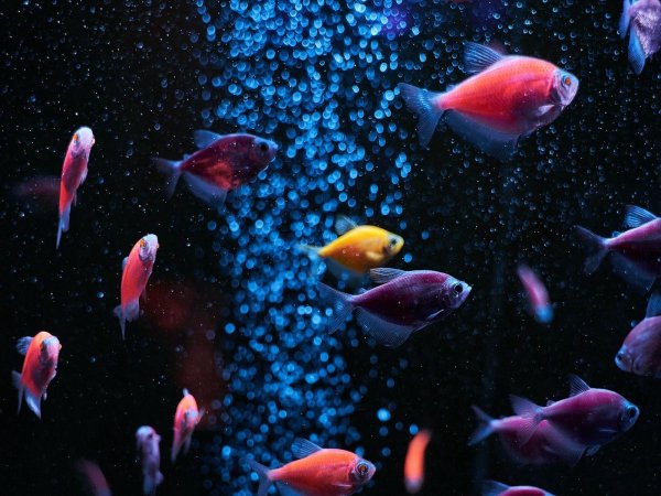 тернеции глофиш